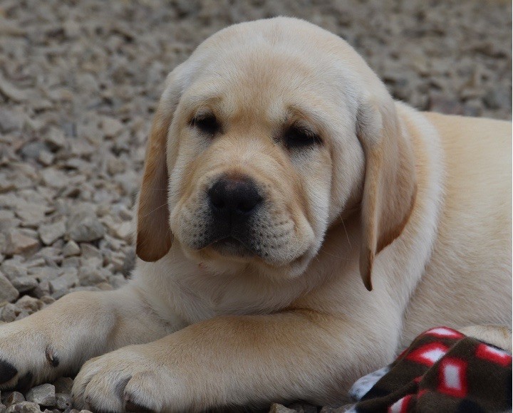 Du Grand Etricher - Chiots disponibles - Labrador Retriever