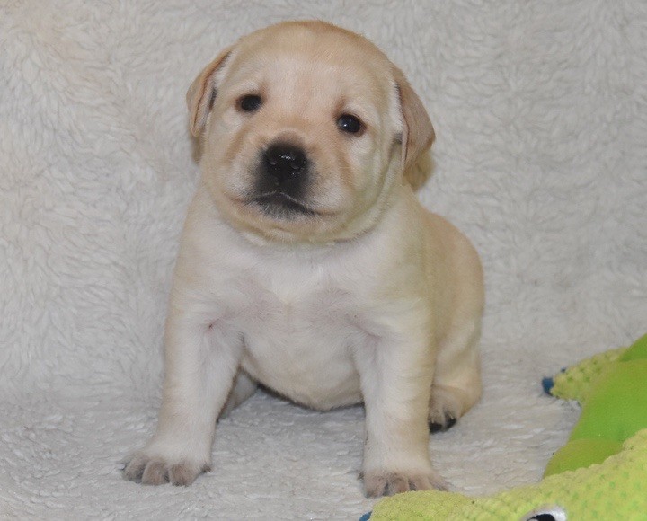 Du Grand Etricher - Chiots disponibles - Labrador Retriever