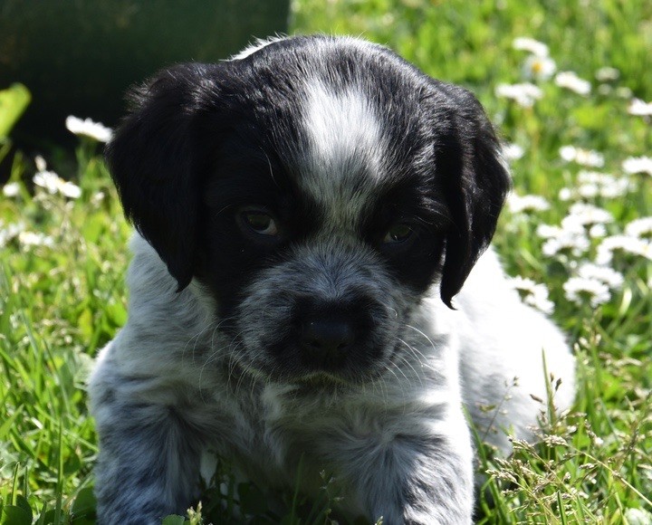 Du Grand Etricher - Chiots disponibles - Epagneul Breton