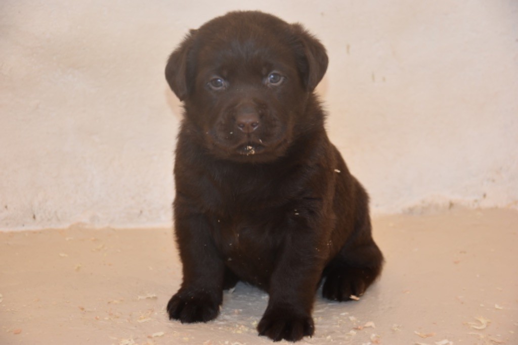 Du Grand Etricher - Chiots disponibles - Labrador Retriever