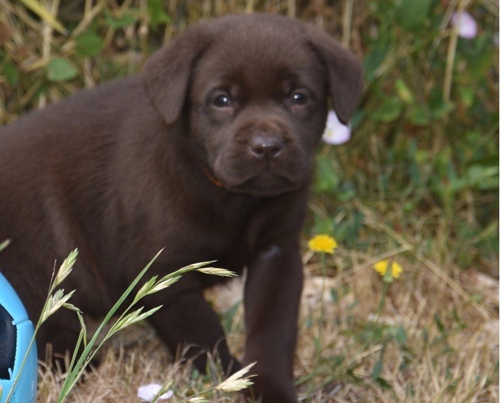 Du Grand Etricher - Chiots disponibles - Labrador Retriever
