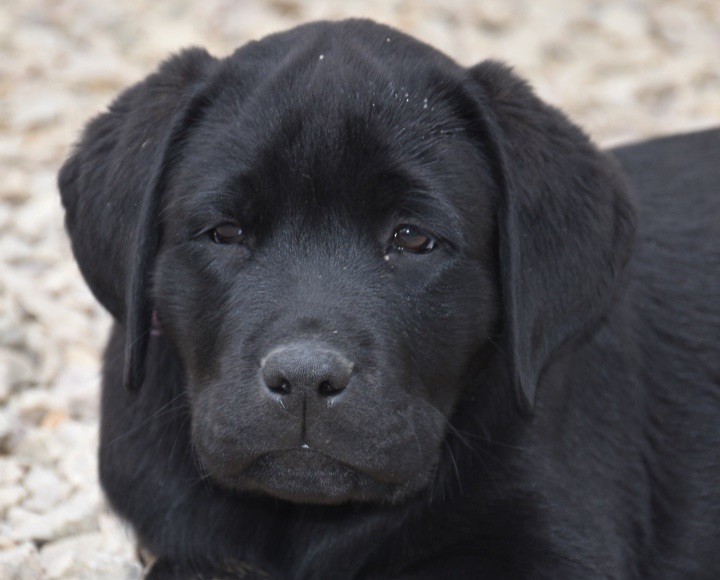 Du Grand Etricher - Chiots disponibles - Labrador Retriever
