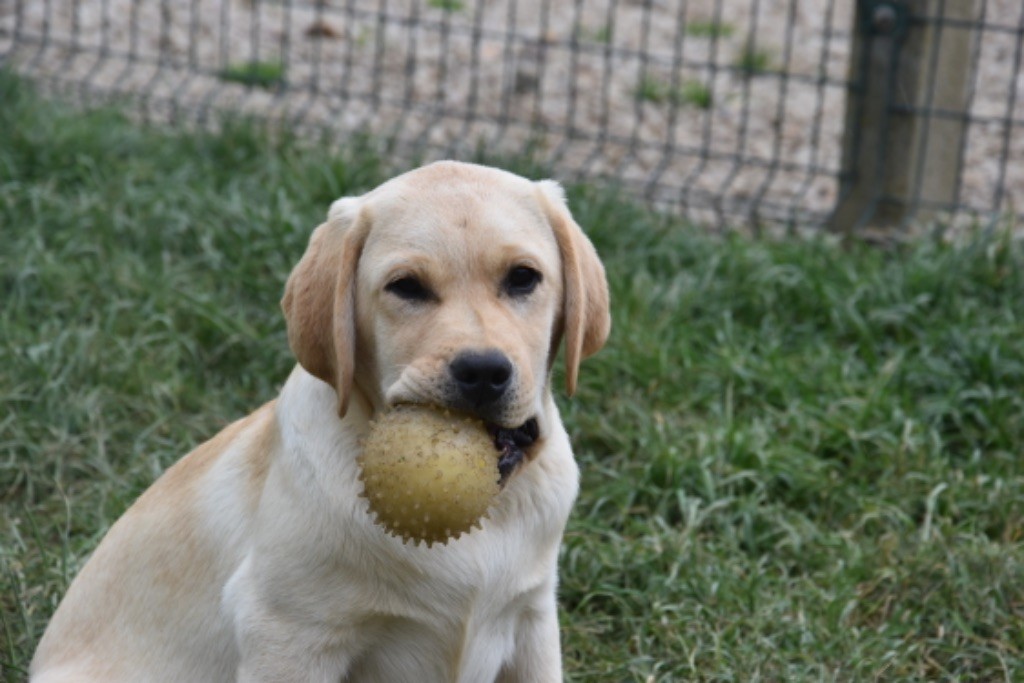 Du Grand Etricher - Chiots disponibles - Labrador Retriever