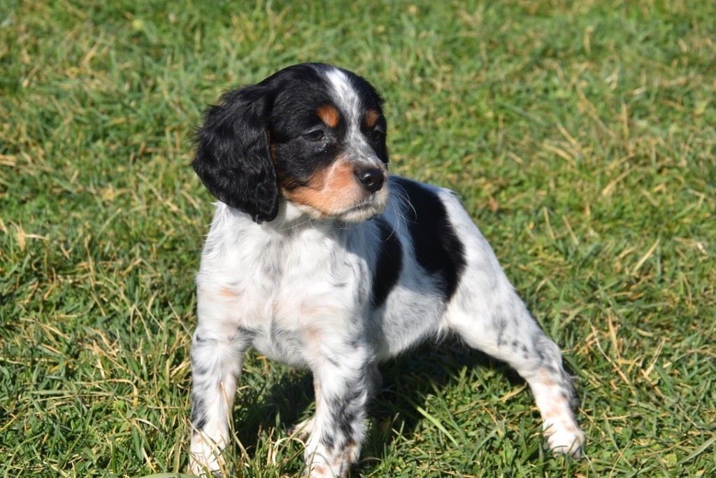 Du Grand Etricher - Chiots disponibles - Epagneul Breton