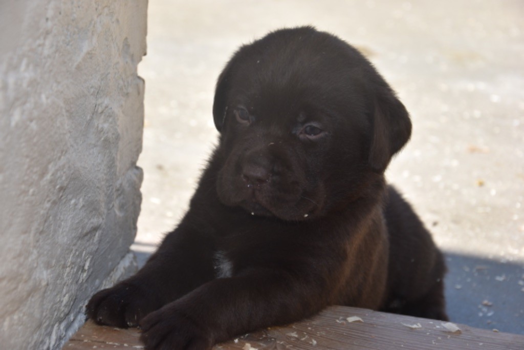 Du Grand Etricher - Chiots disponibles - Labrador Retriever