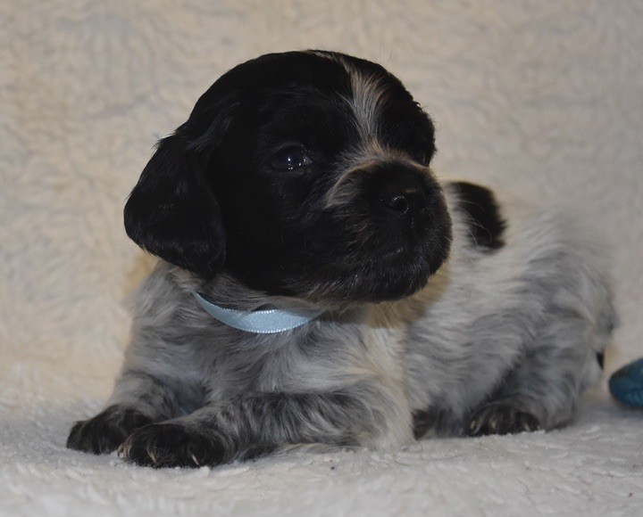 Du Grand Etricher - Chiots disponibles - Epagneul Breton