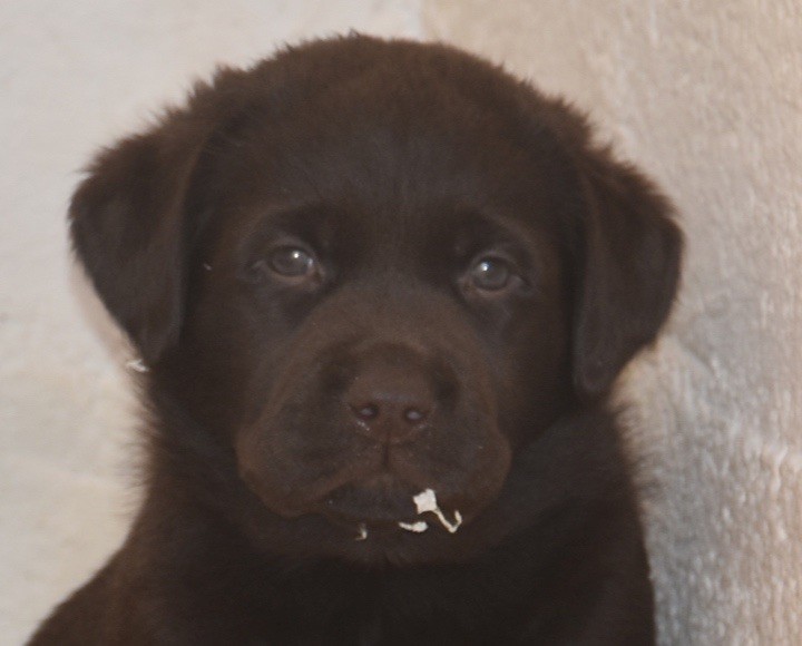 Du Grand Etricher - Chiots disponibles - Labrador Retriever