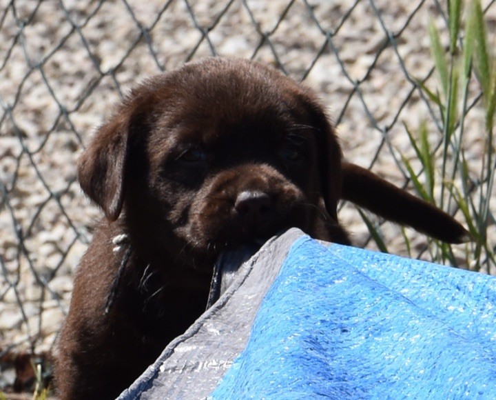 Du Grand Etricher - Chiots disponibles - Labrador Retriever