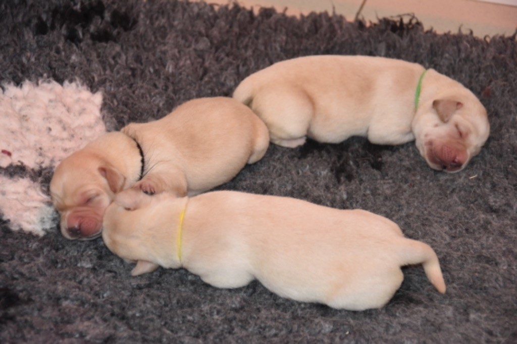 Du Grand Etricher - Chiots disponibles - Labrador Retriever