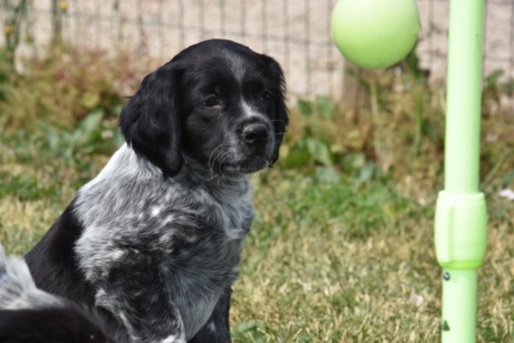 Du Grand Etricher - Chiots disponibles - Epagneul Breton