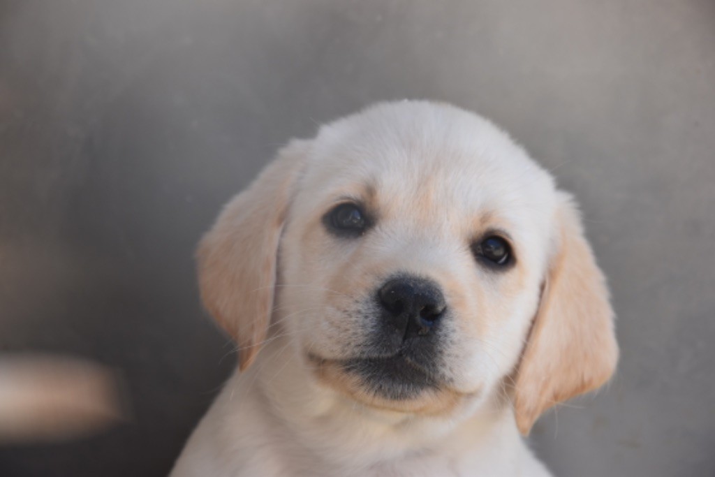 Du Grand Etricher - Chiots disponibles - Labrador Retriever