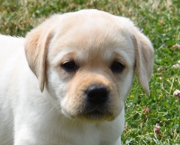 Du Grand Etricher - Chiots disponibles - Labrador Retriever