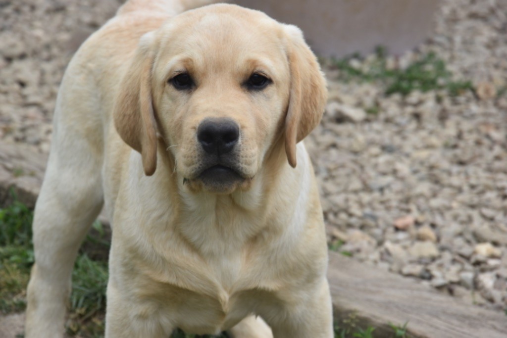 Du Grand Etricher - Chiots disponibles - Labrador Retriever