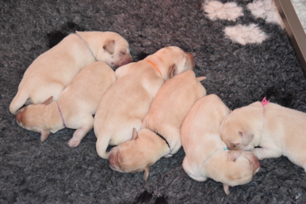 Du Grand Etricher - Chiots disponibles - Labrador Retriever