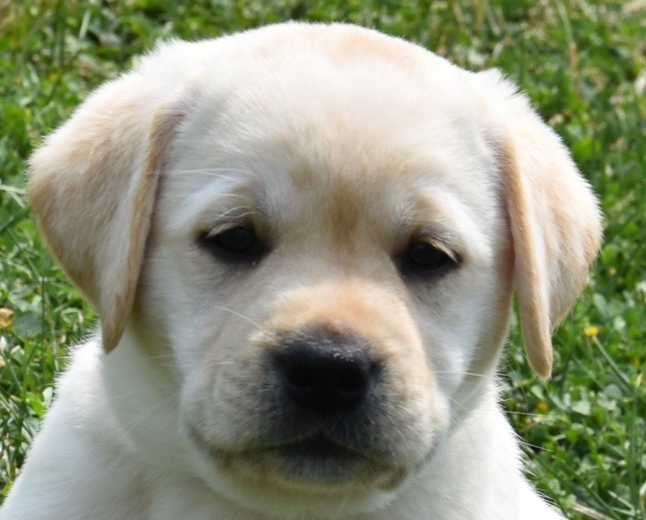 Du Grand Etricher - Chiots disponibles - Labrador Retriever