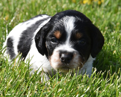 B.............DU GRAND ETRICHER