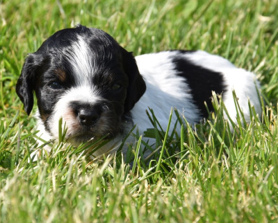 B.............DU GRAND ETRICHER