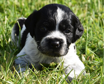 B.............DU GRAND ETRICHER