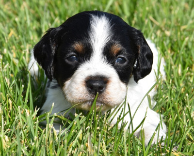 B.............DU GRAND ETRICHER