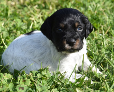 B.............DU GRAND ETRICHER