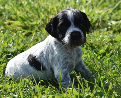 B.............DU GRAND ETRICHER