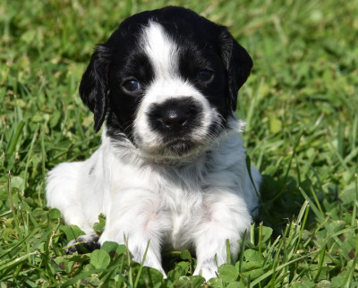 B.............DU GRAND ETRICHER