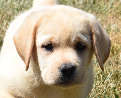 Chiot N°7