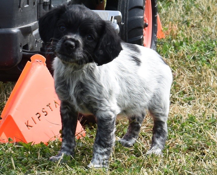 Du Grand Etricher - Chiots disponibles - Epagneul Breton