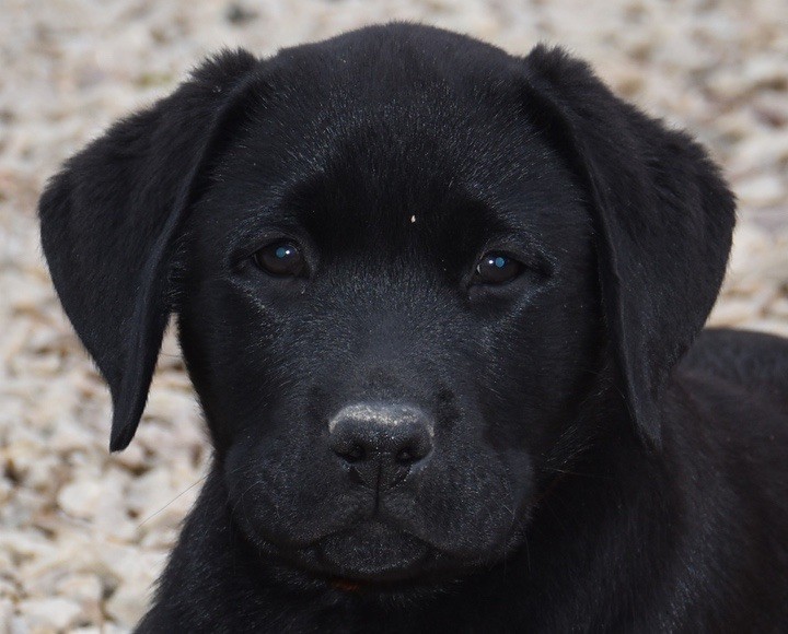 Du Grand Etricher - Chiots disponibles - Labrador Retriever