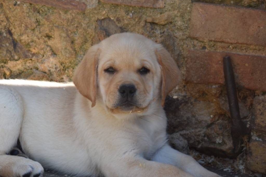 Du Grand Etricher - Chiots disponibles - Labrador Retriever