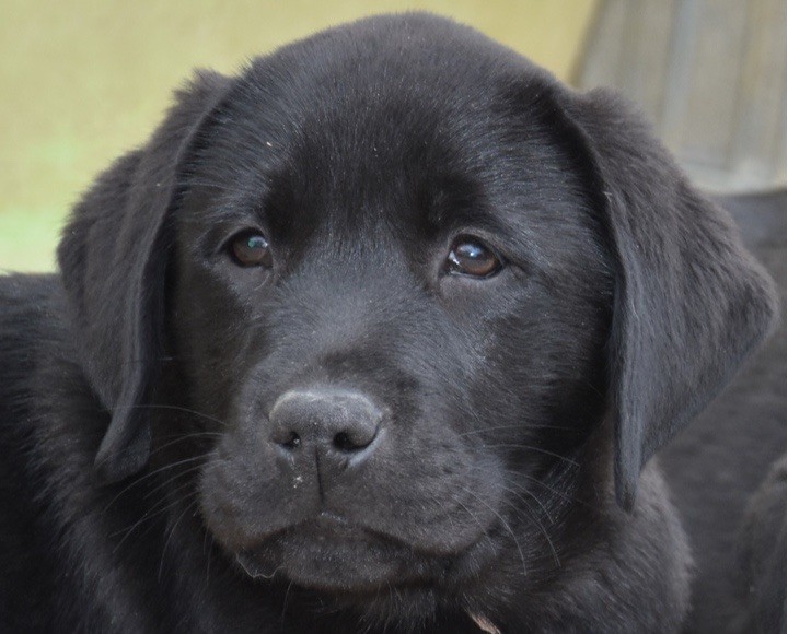Du Grand Etricher - Chiots disponibles - Labrador Retriever