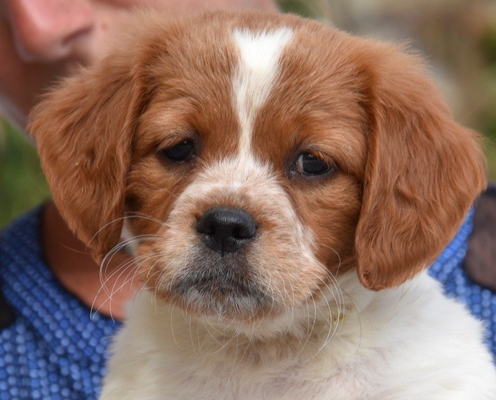 Du Grand Etricher - Chiots disponibles - Epagneul Breton
