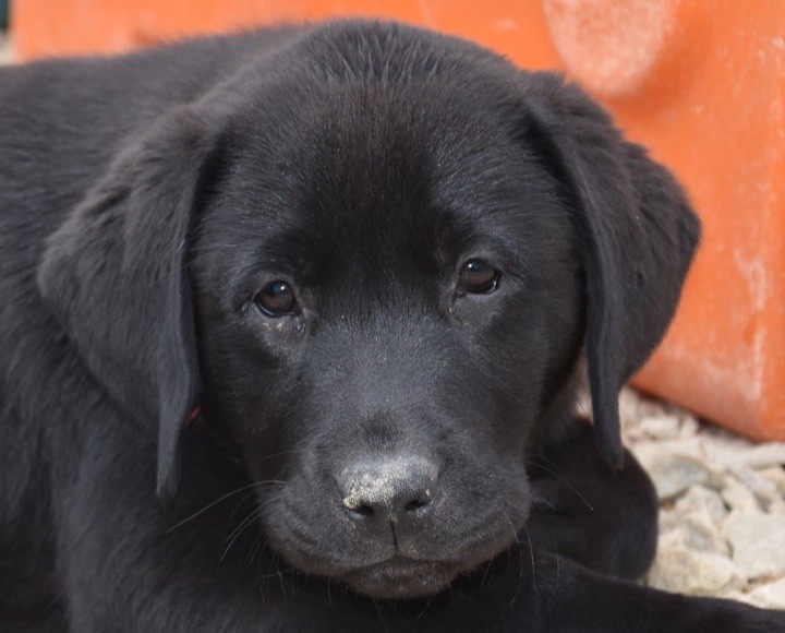 Du Grand Etricher - Chiots disponibles - Labrador Retriever