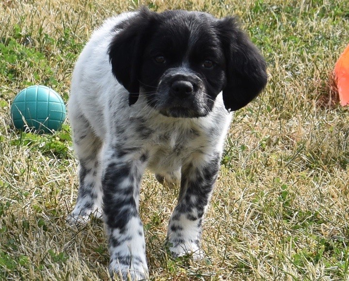 Du Grand Etricher - Chiots disponibles - Epagneul Breton