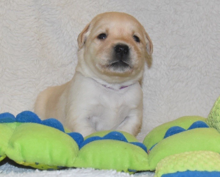 Du Grand Etricher - Chiots disponibles - Labrador Retriever