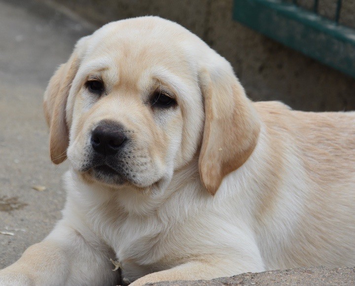 Du Grand Etricher - Chiots disponibles - Labrador Retriever