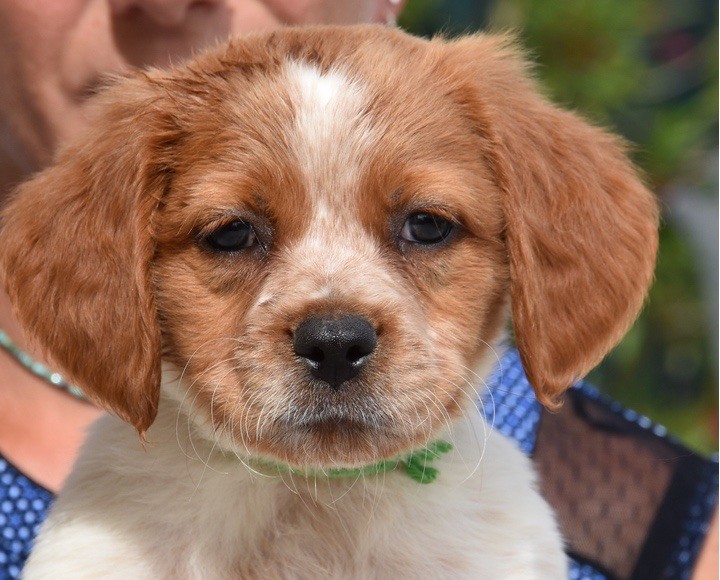 Du Grand Etricher - Chiots disponibles - Epagneul Breton