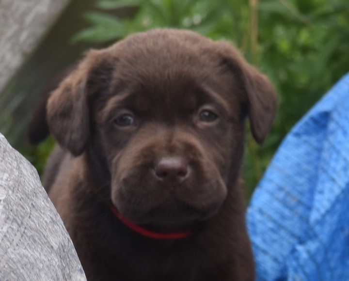 Du Grand Etricher - Chiots disponibles - Labrador Retriever