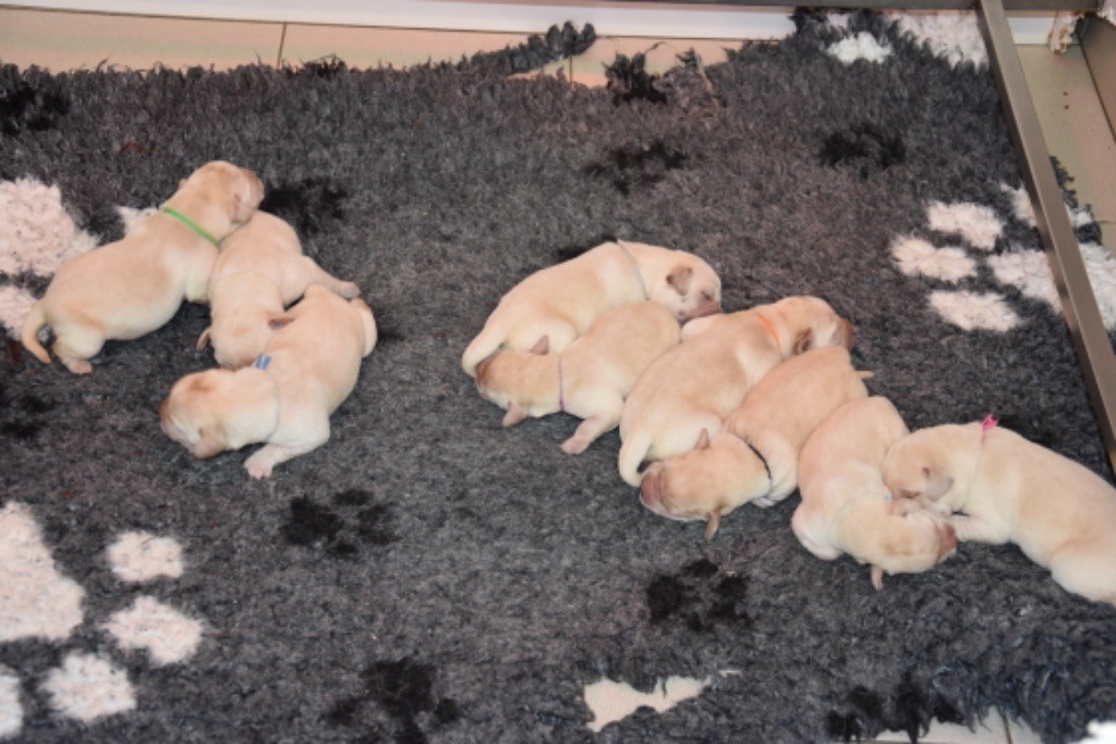 Du Grand Etricher - Chiots disponibles - Labrador Retriever