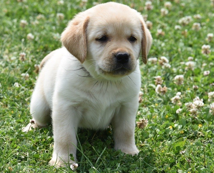 Du Grand Etricher - Chiots disponibles - Labrador Retriever