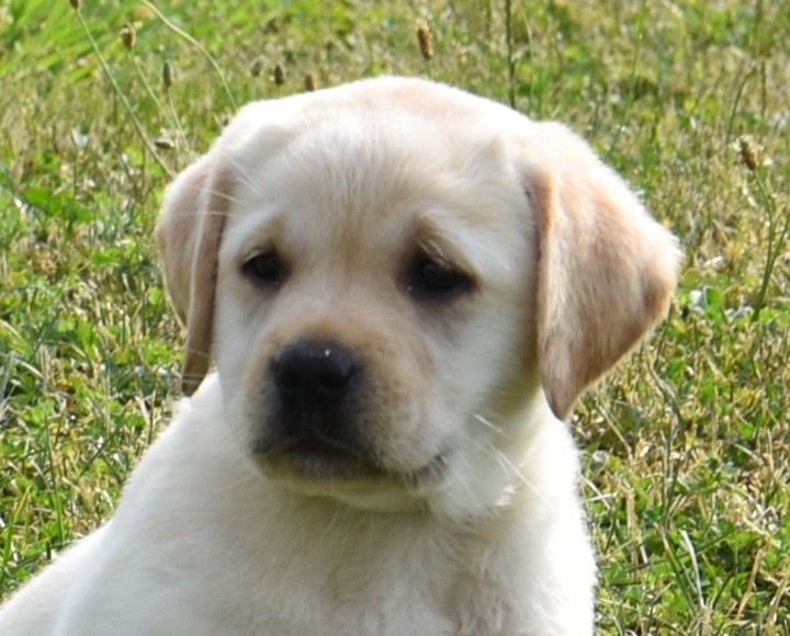 Du Grand Etricher - Chiots disponibles - Labrador Retriever
