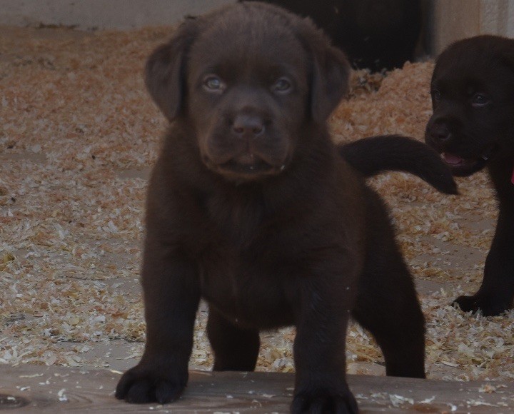 Du Grand Etricher - Chiots disponibles - Labrador Retriever