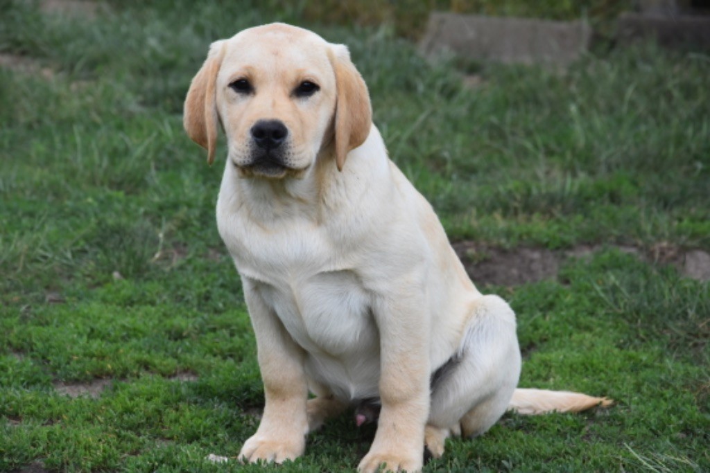 Du Grand Etricher - Chiots disponibles - Labrador Retriever