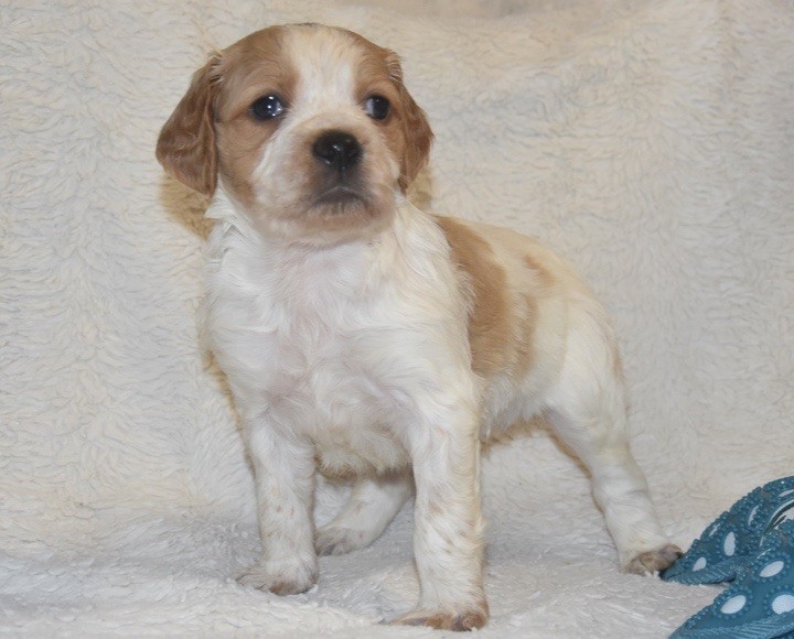 Du Grand Etricher - Chiots disponibles - Epagneul Breton