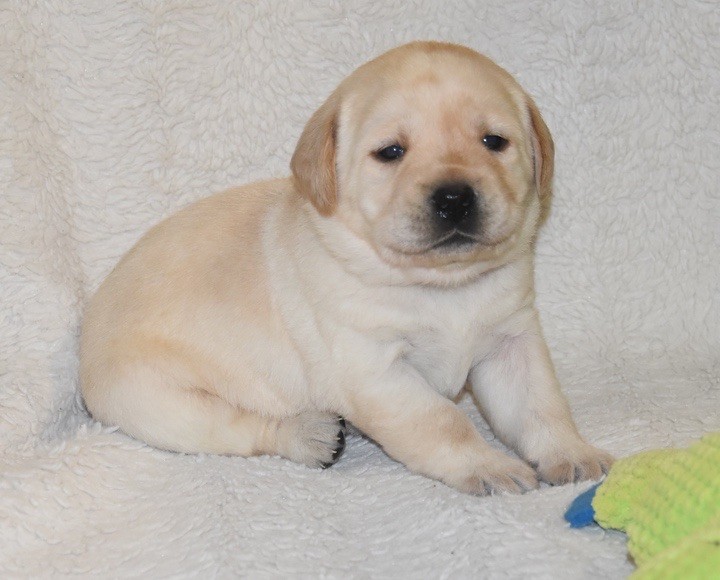 Du Grand Etricher - Chiots disponibles - Labrador Retriever