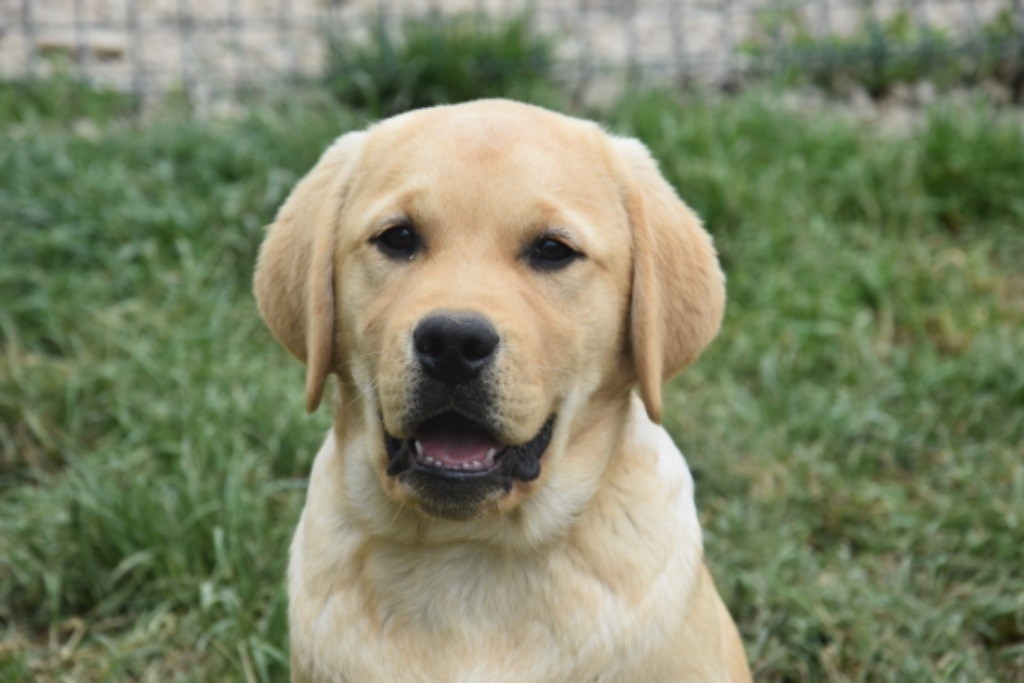 Du Grand Etricher - Chiots disponibles - Labrador Retriever