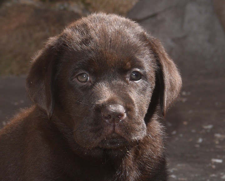 Du Grand Etricher - Chiots disponibles - Labrador Retriever