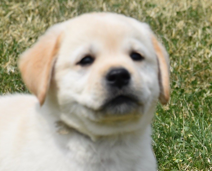 Du Grand Etricher - Chiots disponibles - Labrador Retriever