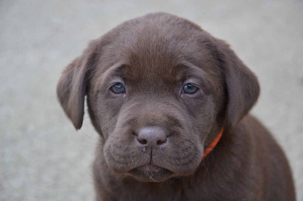 CHIOT