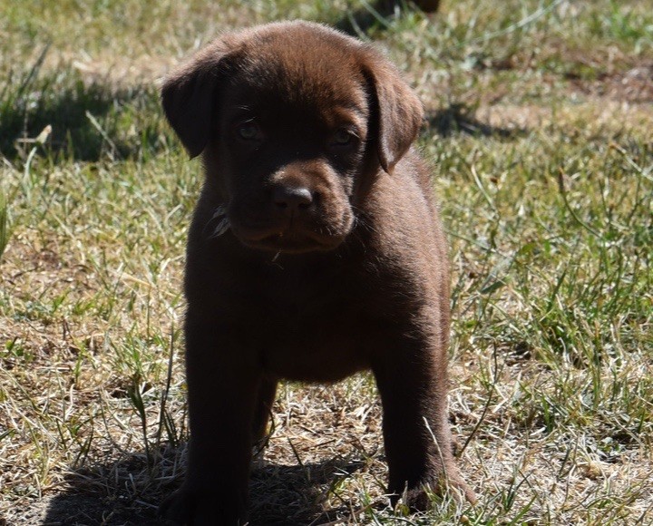 Du Grand Etricher - Chiots disponibles - Labrador Retriever